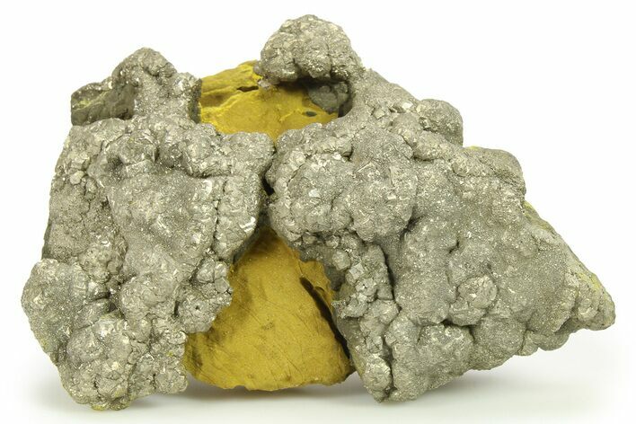 Golden Pyrite on Limonite Clay - Pakistan #283733